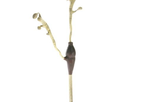 Modèle de rouille noire du blé, Puccinia graminis