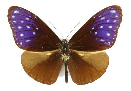 Euploea midamus, mâle