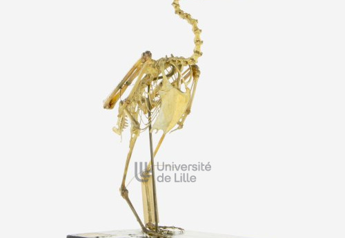 Squelette de mouette rieuse, Larus ridibundus