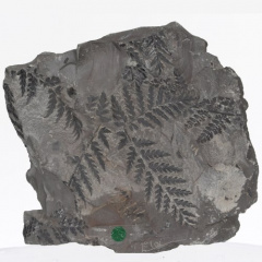 Fossile702.jpg
