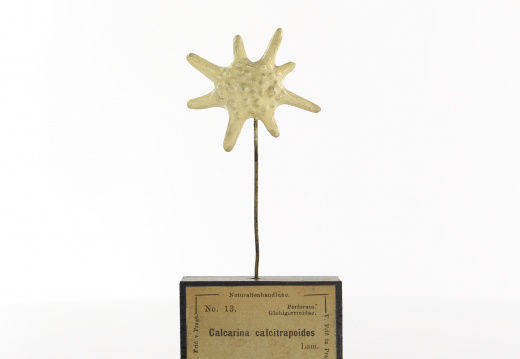 Modèle n°13, série 1308, Calcarina calcitrapoides