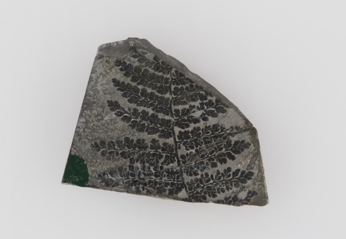 Fossile, USTLn°1990, Hostenbach n°403