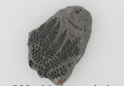 Fossile, n°2112, Mixopeura