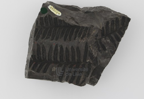 Fossile, USTL n°263, Lievin