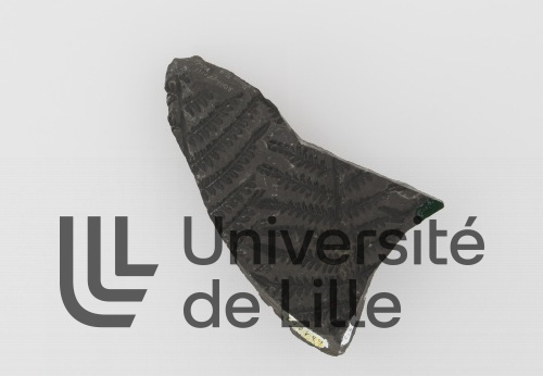 Fossile, USTL n°257, Lens