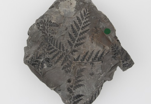 Fossile, USTL n°830, Aniche Fosse Dechy