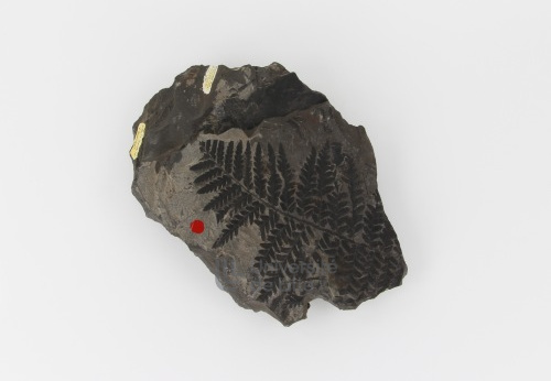 Fossile, USTL n°831, Marles