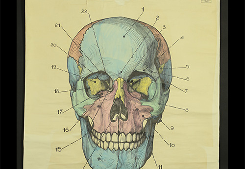 Planche pédagogique de tête osseuse, face antérieure