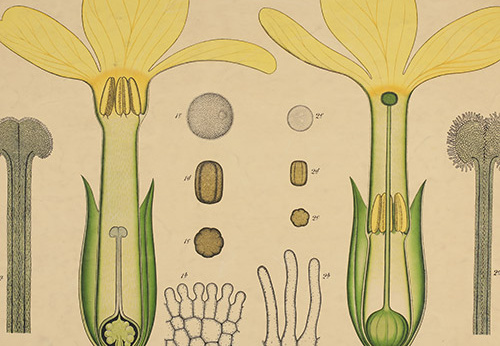 Pl.39, Hétérostylie des fleurs de primevère des bois (Primula elatior)